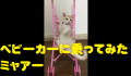 ベビーカーに乗ってみたミャアー